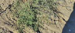 Kallstroemia californica