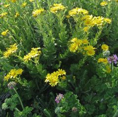 Senecio oederiifolius