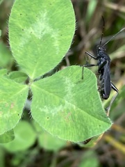 Alydus