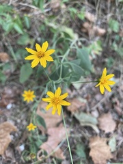 Coreopsis pubescens
