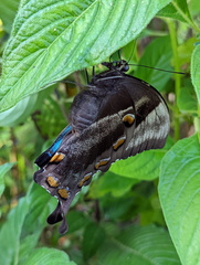 Papilio ulysses