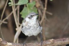 Mimus parvulus