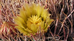Ferocactus cylindraceus