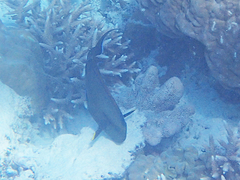 Acanthurus
