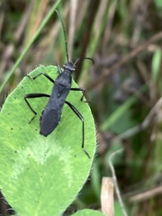 Alydus
