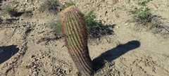 Ferocactus cylindraceus