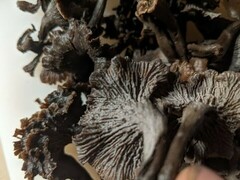 Craterellus foetidus