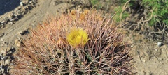 Ferocactus cylindraceus