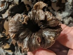 Craterellus foetidus