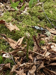 Dryopteris campyloptera