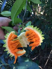 Tabernaemontana salzmannii