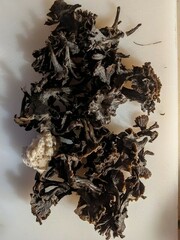 Craterellus foetidus