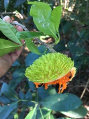 Tabernaemontana salzmannii