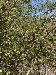 Ceanothus oliganthus sorediatus