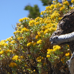 Ericameria cuneata spathulata