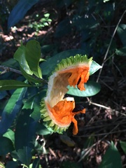 Tabernaemontana salzmannii