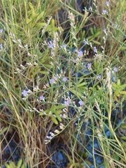 Limonium carolinianum