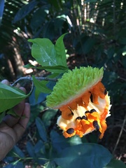 Tabernaemontana salzmannii