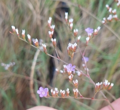 Limonium carolinianum