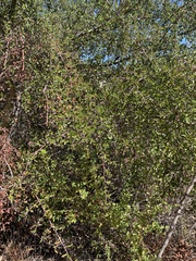 Ceanothus oliganthus sorediatus