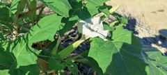 Datura discolor