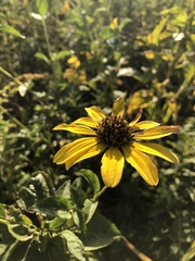 Heliopsis
