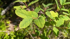 Vaccinium ovalifolium