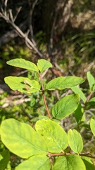 Vaccinium ovalifolium