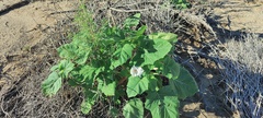 Datura discolor