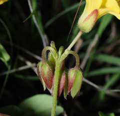 Oxalis frutescens