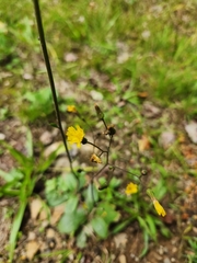 Hieracium venosum