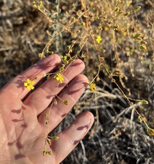 Deinandra fasciculata