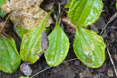 Antennaria plantaginifolia