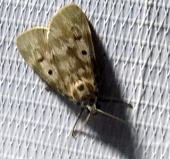 Sommeria marchalii