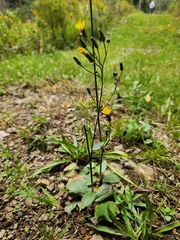 Hieracium venosum