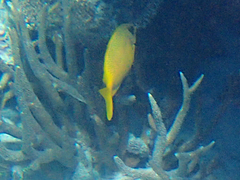 Siganus corallinus