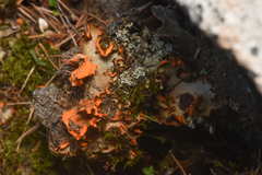 Solorina crocea