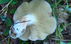 Suillus placidus