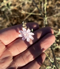 Stephanomeria diegensis