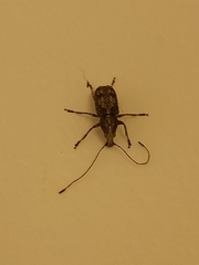 Meconemus infuscatus