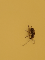 Meconemus infuscatus