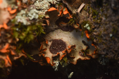 Solorina crocea