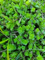 Micranthemum umbrosum