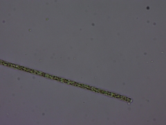 Planktothrix