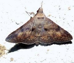 Hypospila bolinoides