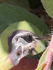 Exobasidium vaccinii