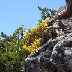 Ericameria cuneata spathulata