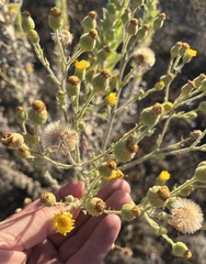 Heterotheca grandiflora