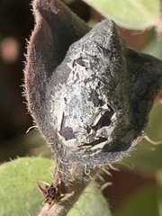 Exobasidium vaccinii