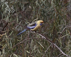 Platycercus elegans elegans × flaveolus